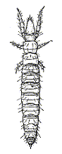 ADULT