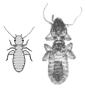 BOOKLOUSE
