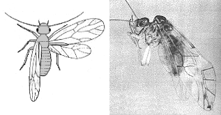 BARKLOUSE