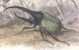 hercules beetle