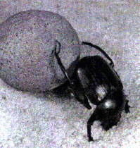 Scarabaeus