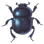 Geotrupes