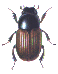 Aphodius