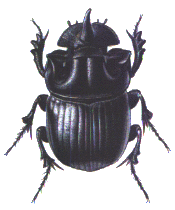 Copris
