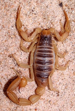 Desert Scorpion