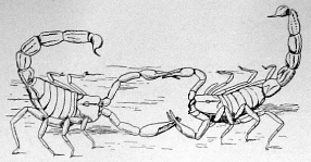 courtship dance