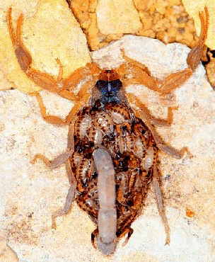 Female & Young