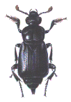 BLACK SEXTON BEETLE