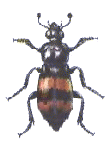 BANDED SEXTON BEETLE