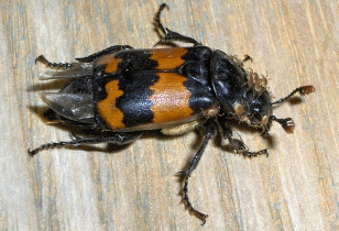 banded sexton beetle