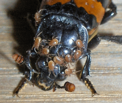 banded sexton beetle