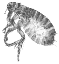 ADULT FLEA