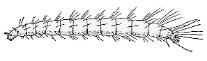 FLEA LARVA