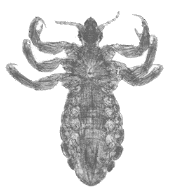 BODY LOUSE