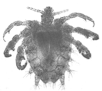 CRAB LOUSE