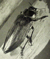 buprestid beetle