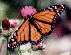 monarch butterfly