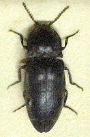 elaterid beetle