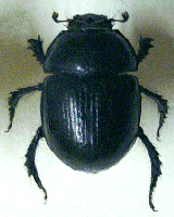 scarab beetle