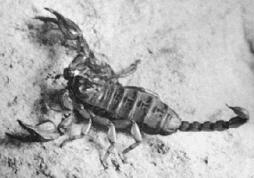 scorpion