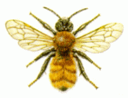 MINING BEE