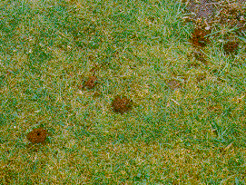 NEST HOLES