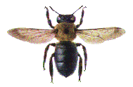 GREAT CARPENTER BEE