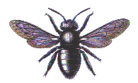 BLUE CARPENTER BEE