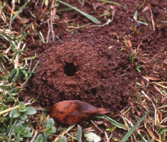 NEST HOLE
