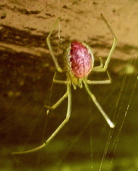 Enoplognatha