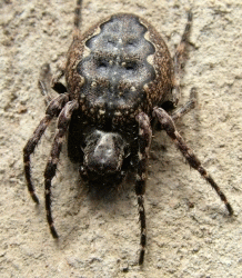 Nuctenea