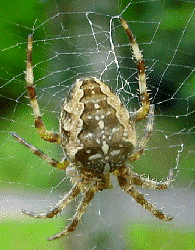 Araneus