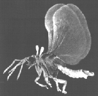STYLOPS MALE