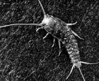 Silverfish