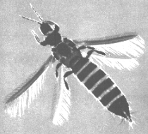 ADULT