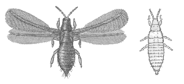 ADULT AND IMMATURE THRIPS