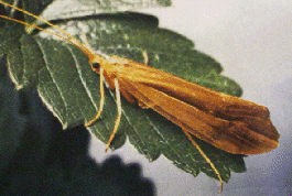 CADDIS ADULT
