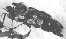 CADDIS LARVA