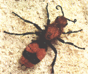 VELVET ANT
