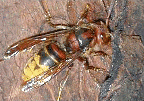 HORNET