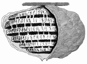 WASP NEST