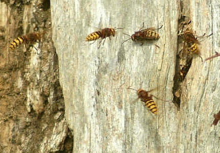 HORNET NEST