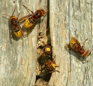 HORNET NEST