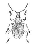 VINE WEEVIL ADULT