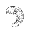 WEEVIL GRUB