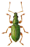 LEAF WEEVIL