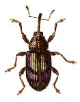 BLOSSOM WEEVIL
