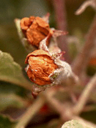 DAMAGE