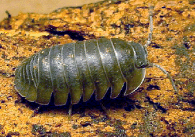 PILL WOODLOUSE