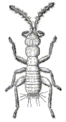 ADULT